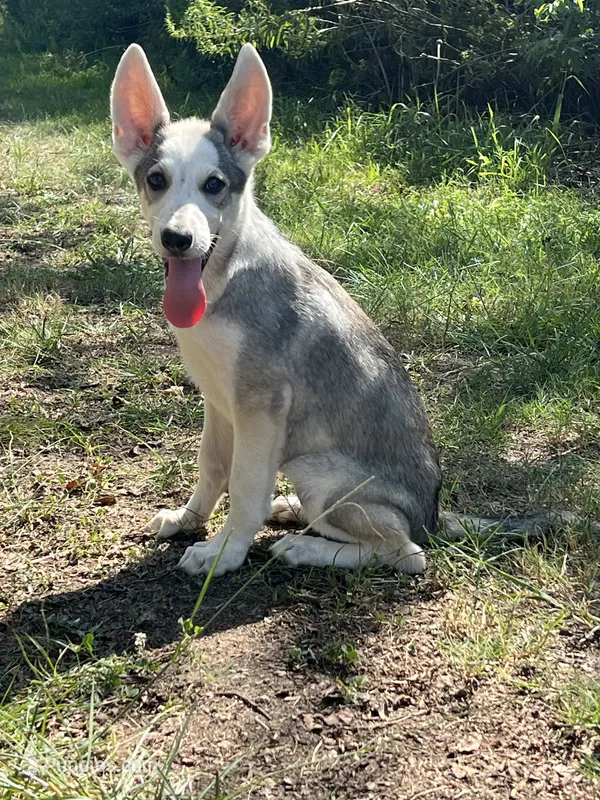 Aspen # 3 silver dawn sable panda female – German Shepherd Dog puppy for sale in Cullman, AL