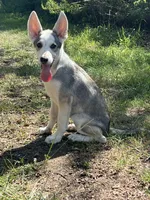 Aspen # 3 silver dawn sable panda female, a female German Shepherd Dog for sale in Cullman, AL – 1 of 10
