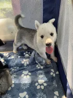 Akira # 4 silver  sable panda female, a female German Shepherd Dog for sale in Cullman, AL – 2 of 10