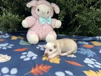 Female # 3 silver sable panda, a female German Shepherd Dog for sale in Cullman, AL – 2 of 6
