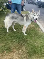 OG, a  Siberian Husky for sale in Cullman, AL – 7 of 7