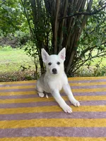 Akira # 4 silver  sable panda female, a female German Shepherd Dog for sale in Cullman, AL – 3 of 9