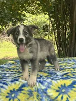 Sterling  # 1 Black and silver sable Panda male, a male German Shepherd Dog for sale in Cullman, AL – 2 of 10