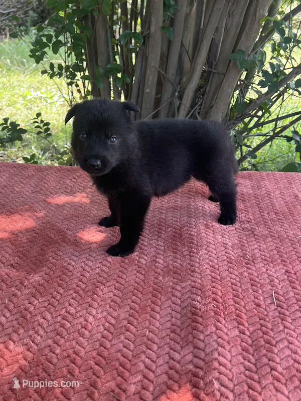 Onyx # 2 solid black male – German Shepherd Dog puppy for sale in Cullman, AL