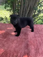 Onyx # 2 solid black male, a female German Shepherd Dog for sale in Cullman, AL – 1 of 10