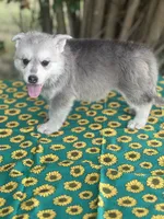 Nemue # 2 silver sable /plush coat reverse mask female , a female German Shepherd Dog for sale in Cullman, AL – 2 of 10