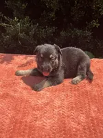 Josephine # 5 black & silver female, a female German Shepherd Dog for sale in Cullman, AL – 3 of 10