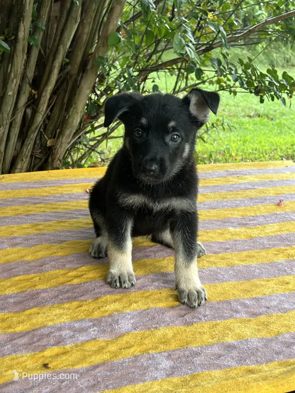 Josephine # 5 black & silver female – German Shepherd Dog puppy for sale in Cullman, AL