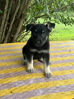Josephine # 5 black & silver female, a female German Shepherd Dog for sale in Cullman, AL – 3 of 10