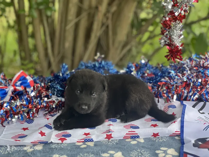 Male # 2 – German Shepherd Dog puppy for sale in Cullman, AL