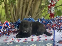 Onyx # 2 solid black male, a female German Shepherd Dog for sale in Cullman, AL – 4 of 10