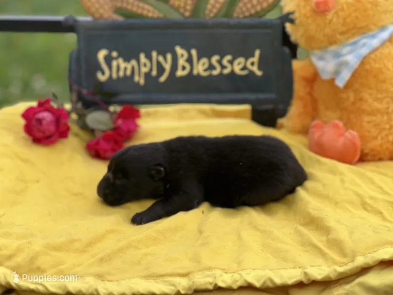Black female puppy 2 – German Shepherd Dog puppy for sale in Cullman, AL