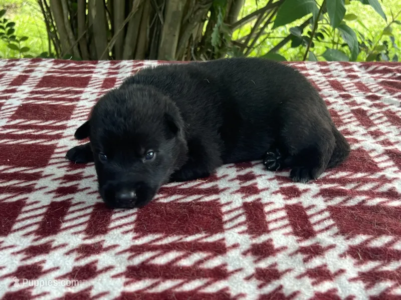 Male # 2 – German Shepherd Dog puppy for sale in Cullman, AL