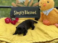 Black male Puppy 1, a male German Shepherd Dog for sale in Cullman, AL – 2 of 6