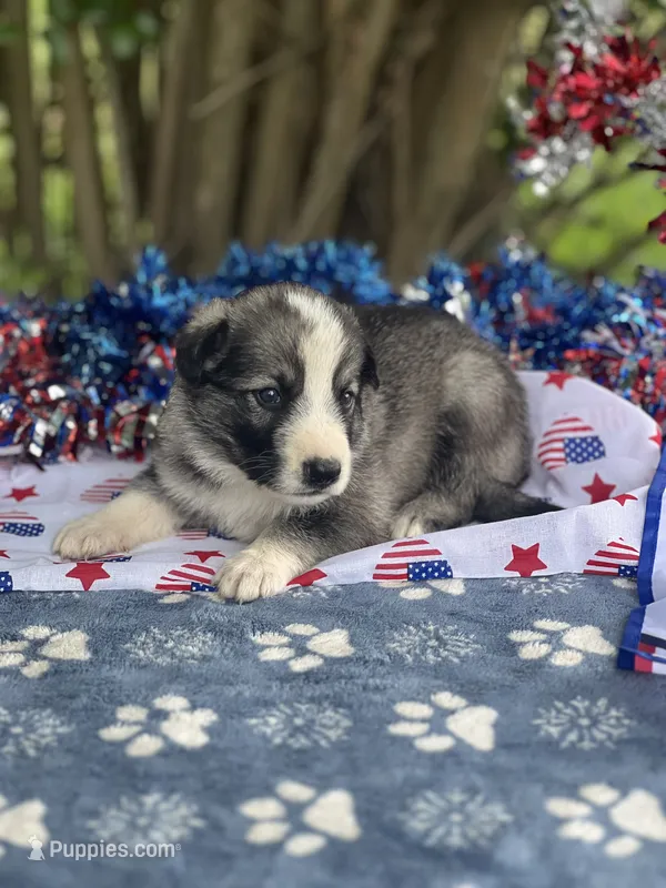 Male # 1 Panda – German Shepherd Dog puppy for sale in Cullman, AL