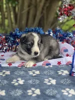 Sterling  # 1 Black and silver sable Panda male, a female German Shepherd Dog for sale in Cullman, AL – 4 of 10