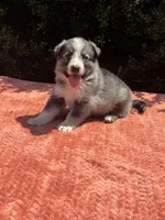 Sterling  # 1 Black and silver sable Panda male, a female German Shepherd Dog for sale in Cullman, AL – 3 of 10