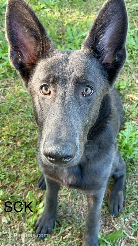 Thor  – German Shepherd Dog puppy for sale in Cullman, AL