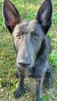 Thor , a male German Shepherd Dog for sale in Cullman, AL – Photo 1 of 6