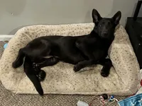 Thor , a male German Shepherd Dog for sale in Cullman, AL – Photo 4 of 6