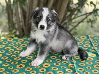 Sterling  # 1 Black and silver sable Panda male, a male German Shepherd Dog for sale in Cullman, AL – 4 of 10