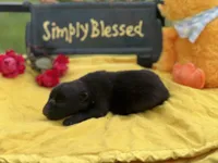 Black female puppy 2, a female German Shepherd Dog for sale in Cullman, AL – 3 of 5