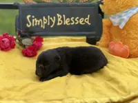 Black female Puppy 1, a female German Shepherd Dog for sale in Cullman, AL – 1 of 6