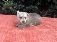 Nemue # 2 silver sable reverse mask female , a female German Shepherd Dog for sale in Cullman, AL – 3 of 10