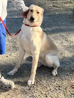 Ahsoka , a female German Shepherd Dog and Labrador Retriever for sale in Cullman, AL – Photo 4 of 7