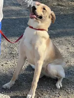Ahsoka , a female German Shepherd Dog and Labrador Retriever for sale in Cullman, AL – Photo 6 of 7