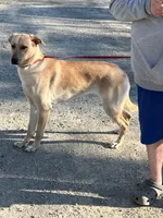 Ahsoka , a female German Shepherd Dog and Labrador Retriever for sale in Cullman, AL – Photo 3 of 7
