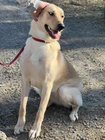Ahsoka , a female German Shepherd Dog and Labrador Retriever for sale in Cullman, AL – Photo 7 of 7