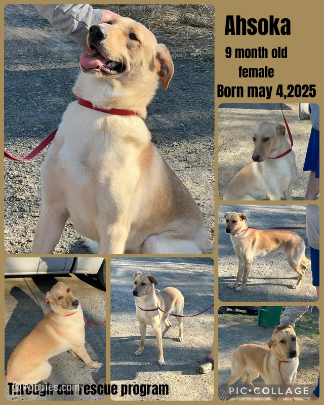 Ahsoka  – German Shepherd Dog, Labrador Retriever puppy for sale in Cullman, AL