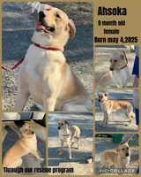 Ahsoka , a female German Shepherd Dog and Labrador Retriever for sale in Cullman, AL – Photo 1 of 7