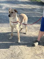 Ahsoka , a female German Shepherd Dog and Labrador Retriever for sale in Cullman, AL – Photo 5 of 7