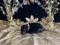 Pink collar doberman female, a female Doberman Pinscher for sale in Cullman, AL – Photo 5 of 8