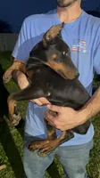 Pink collar doberman female, a female Doberman Pinscher for sale in Cullman, AL – Photo 8 of 8