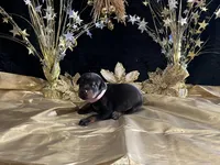 Pink collar doberman female, a female Doberman Pinscher for sale in Cullman, AL – Photo 4 of 8