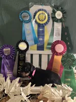 Pink collar doberman female, a female Doberman Pinscher for sale in Cullman, AL – Photo 2 of 8