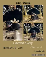 Pink collar doberman female, a female Doberman Pinscher for sale in Cullman, AL – Photo 3 of 8