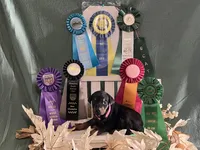 Pink collar doberman female, a female Doberman Pinscher for sale in Cullman, AL – Photo 1 of 8