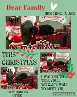 Pink collar doberman female, a female Doberman Pinscher for sale in Cullman, AL – Photo 7 of 8