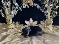 Pink collar doberman female, a female Doberman Pinscher for sale in Cullman, AL – Photo 6 of 8