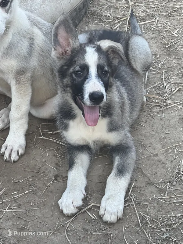 Sterling  # 1 Black and silver sable Panda male – German Shepherd Dog puppy for sale in Cullman, AL
