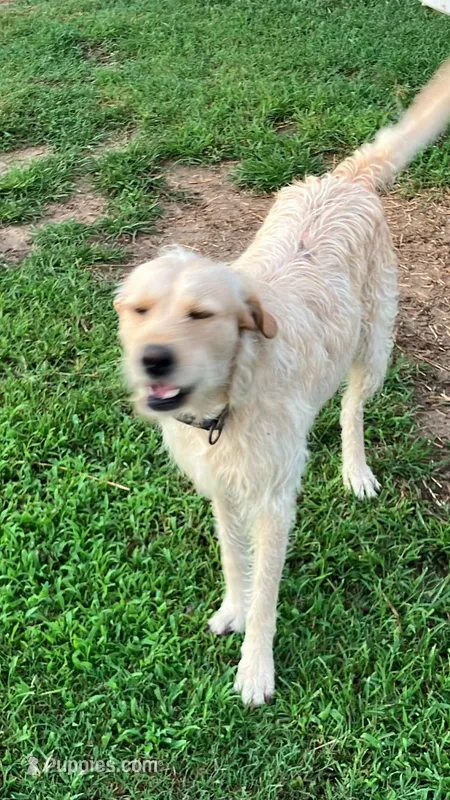 Rufus – Labradoodle puppy for sale in Cullman, AL