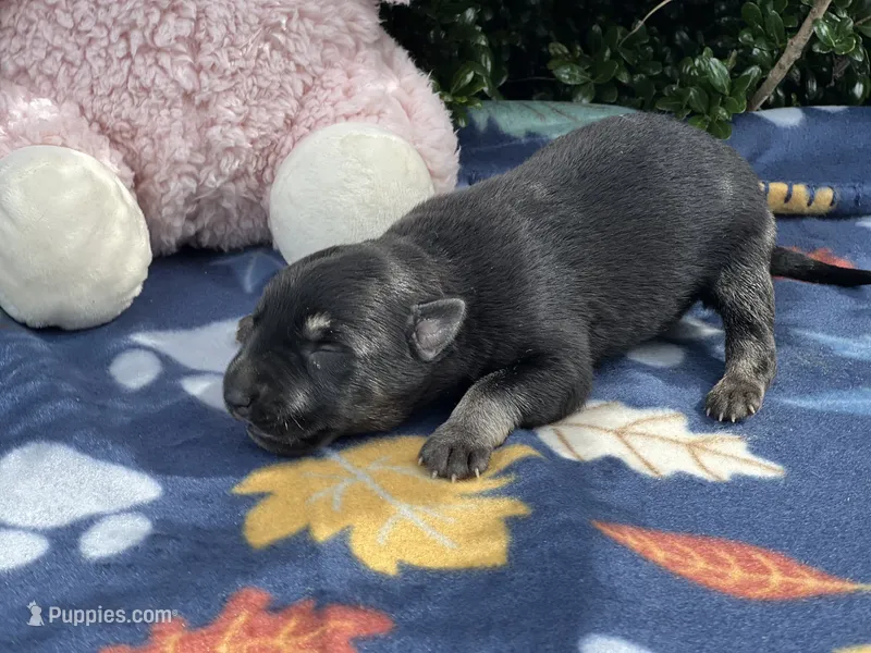 Female # 5 black & silver – German Shepherd Dog puppy for sale in Cullman, AL