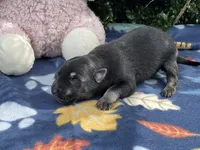 Female # 5 black & silver, a female German Shepherd Dog for sale in Cullman, AL – 1 of 6