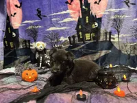 White collar, a male German Shepherd Dog for sale in Cullman, AL – Photo 1 of 4