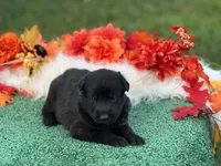 White collar, a male German Shepherd Dog for sale in Cullman, AL – Photo 4 of 4