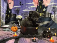 White collar, a male German Shepherd Dog for sale in Cullman, AL – Photo 3 of 4